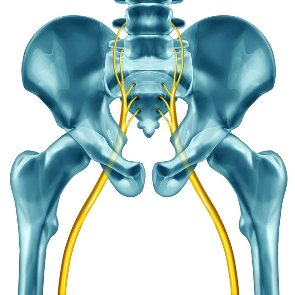 Rappresentazione del nervo sciatico sulla parte del bacino di uno scheletro, come risolvere con cuscino tra le ginocchia